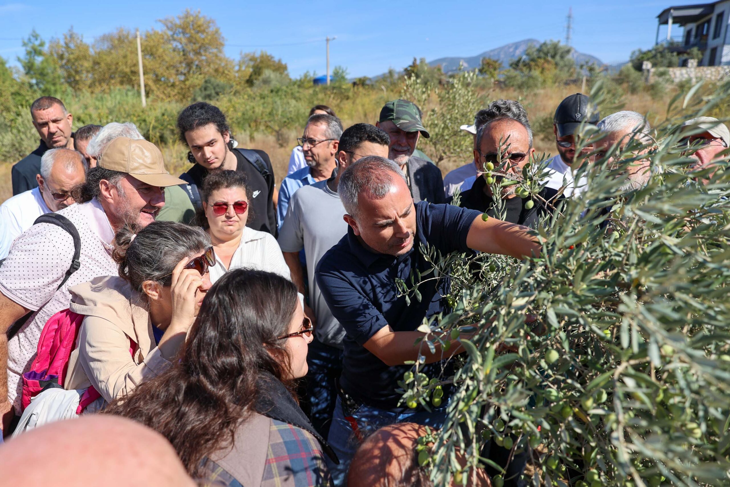 Buca’da üreticilere zeytin budama eğitimi